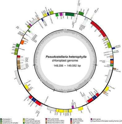 Frontiers Comparative Analysis Of Complete Chloroplast Genomes